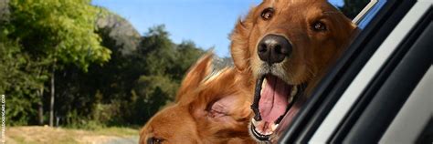 Viaggiare con il cane in auto: consigli pratici 